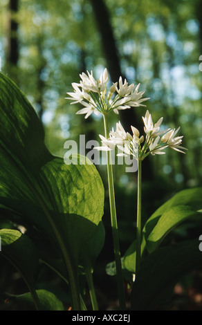 Bärlauch (Allium Ursinum), Bärlauch in Buchenwald, Deutschland Stockfoto