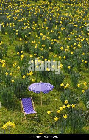 Narcissus Wiese mit Leinwand Sessel und Sonnenschirm Stockfoto