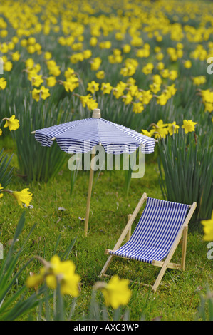 Narcissus Wiese mit Leinwand Sessel und Sonnenschirm Stockfoto