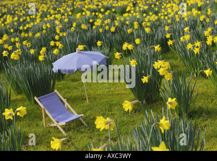 Narcissus Wiese mit Leinwand Sessel und Sonnenschirm Stockfoto