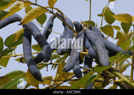 Toten Mannes Finger, blaue Bohne Strauch, blaue Bohne Baum (Decaisnea Fargesii), Früchte an einem Zweig Stockfoto