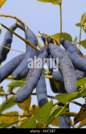 Toten Mannes Finger, blaue Bohne Strauch, blaue Bohne Baum (Decaisnea Fargesii), Früchte an einem Zweig Stockfoto