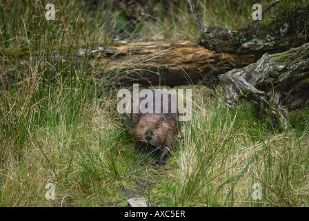 Eurasische Biber, europäische Biber (Castor Fiber), mit Totholz Stockfoto