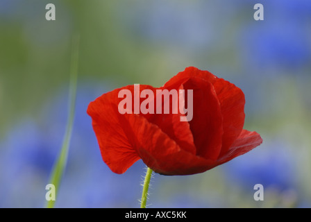 gemeinsamen Mohn, Klatschmohn, roter Mohn (Papaver Rhoeas), einzelne Blume vor Kornblumen, Deutschland Stockfoto