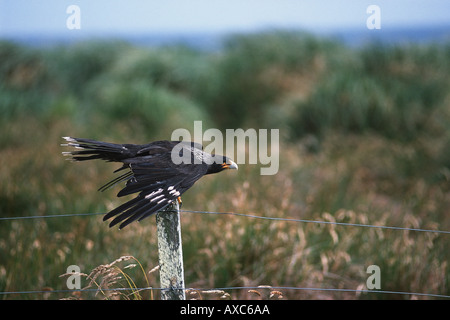 gekerbter Caracara Altvogel thront auf einem hölzernen Pfosten Stockfoto