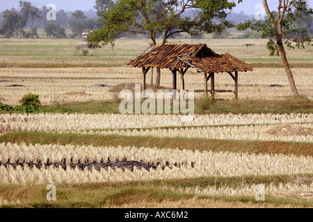Reisfelder Cirebon Java Indonesien Stockfoto