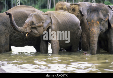 Asiatischer Elefant, Asiatischer Elefant (Elephas Maximus), Herde Elefanten im Wasser, Pinnawela Elephant Orphana stehend zu arbeiten Stockfoto