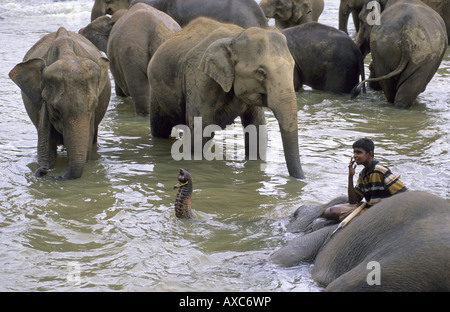 Asiatischer Elefant, Asiatischer Elefant (Elephas Maximus), Herde Elefanten im Wasser, Pinnawela Elephant Orphana stehend zu arbeiten Stockfoto