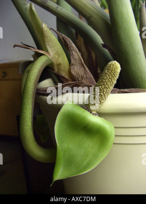 Aroid Palm, Farn Palm, saftigen Philodendron, Golden Tree, Sansibar Gem (Zamioculcas Zamiifolia), Blütenstand von eingemachten pl Stockfoto