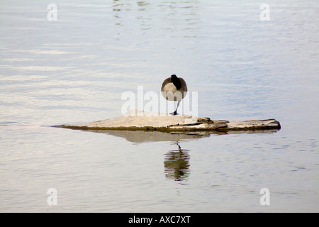 Kanada-Gans balancieren auf einem Bein während des Schlafes. Stockfoto