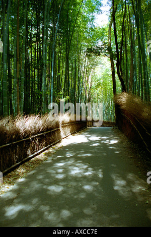 Ein Pfad schlängelt sich durch einen dichten Bambuswald Arashiyama Kyoto Japan Stockfoto