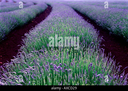 Lavendel-Feld in Tasmanien Australien Stockfoto