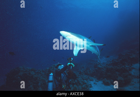 Abwehr von einem seidigen Shark Carcharhinus Falciformis mit Kamera Shark Diver zeigt Klasper ist daher eine männliche Sudan Rotes Meer Sout Stockfoto