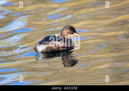 WENIG GREBE Schwimmen im Wasser. November.  Herbst Reflexionen. Stockfoto