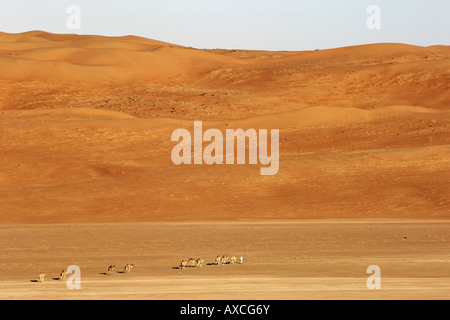 Ein Beduine seine arabischen Kamele (Camelus Dromedarius) über der Wüste Wahiba Sands (Ramlat al Wahaybah) in Oman führt. Stockfoto