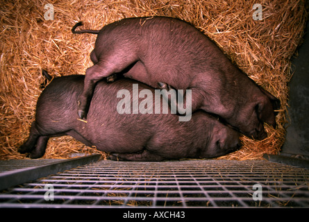 ZWEI SCHLAFENDE SCHWEINE IM ROYAL BATH WEST ZEIGEN NAHE SHEPTON MALLET SOMERSET UK Stockfoto