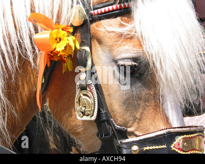 Nahaufnahme eines österreichischen Haflinger Arbeitspferd Stockfoto