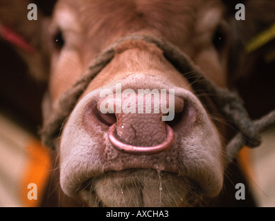 NAHAUFNAHME DETAIL EINEN NASENRING AUF EINEM LIMOUSIN-STIER AUF DER KÖNIGLICHEN BAD UND WEST IN DER NÄHE VON SHEPTON MALLET IN SOMERSET UK Stockfoto