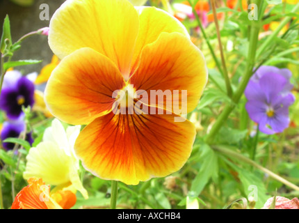 einzelne orange gelben Stiefmütterchen violett Stockfoto