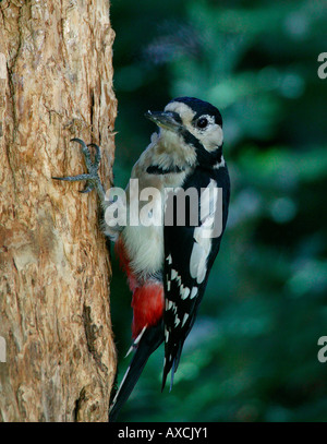 Buntspecht (große Dendropocos) Blick in die Kamera, während auf Baumstamm Stockfoto