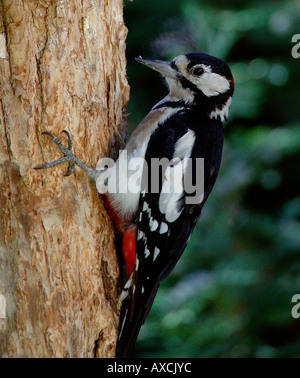 Buntspecht (große Dendropocos) thront auf Baumstamm Stockfoto