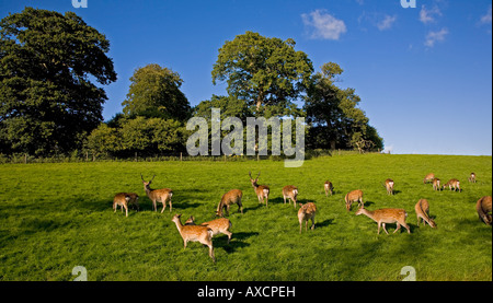 Damwild in der Herrschaft, Doneraile Court, Buttevant, County Cork, Irland Stockfoto