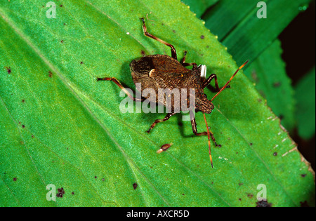 Wald-Bug Pentatoma Art auf einem Blatt Stockfoto