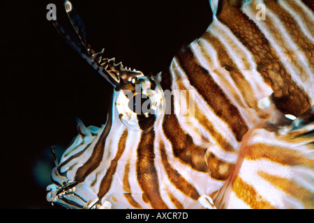 Gemeinsame rotfeuerfisch Pterois volitans Stockfoto