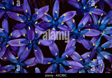 Scilla Peruviana Blume Stockfoto