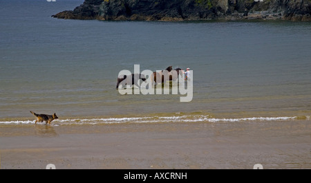 Wandern von einem verletzten Pferd im Meer Salz-Wasser-Therapie, Dunabrattin Cove, The Copper Coast, Grafschaft Waterford, Irland Stockfoto