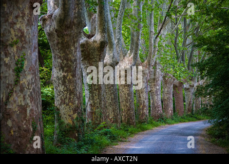 Platanen auf Zubringer zum Canal du Midi, in der Nähe von Mirepeisset, Languedoc-Roussillon, Frankreich Stockfoto