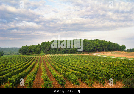 Weingut. Château Mont-Redon, Châteauneuf-du-Pape. Rhone-Tal, Frankreich Stockfoto