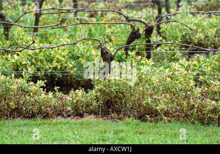 Doppelte Guyot beschnitten Reben im Weinberg. Château Beau Sejour Becot. Saint Emilion, Bordeaux, Frankreich Stockfoto