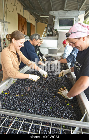 Hand, die Auswahl der schlechten Trauben an einen Sortiertisch. Merlot. Château Paloumey, Haut-Medoc, Bordeaux, Frankreich. Stockfoto