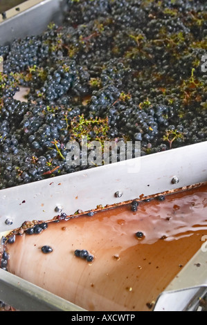 Hand, die Auswahl der schlechten Trauben an einen Sortiertisch. Chateau Haut Marbuzet, Saint Estephe, Medoc, Bordeaux, Frankreich Stockfoto