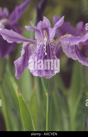 Iris Tectorum (Dach-Iris) Stockfoto