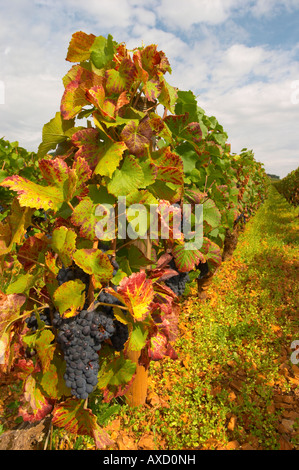 Die Trauben reifen Trauben. Weinblatt. Pinot Noir. Corton Grand Cru. Aloxe Corton, Côte de Beaune, d ' or, Burgund, Frankreich Stockfoto