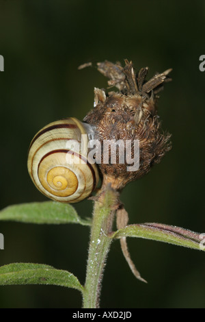 Weiß-Lippige Schnecke Bänderschnecken hortensis Stockfoto