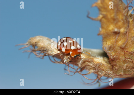 Creme Spot Ladybird Calvia 14 Guttata am Strand Mast Stockfoto