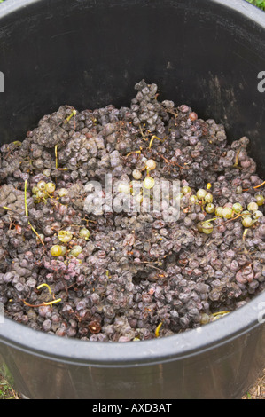 Handverlesene Trauben Edelfäule. Semillon. Château Nairac, Barsac, Sauternes, Bordeaux, Frankreich Stockfoto