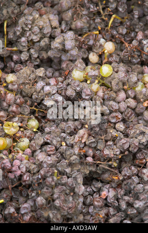 Handverlesene Trauben Edelfäule. Semillon. Château Nairac, Barsac, Sauternes, Bordeaux, Frankreich Stockfoto