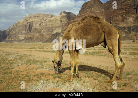 Wadi Rum Wüste, Jordan - Kamel Beweidung In der Wüste Stockfoto