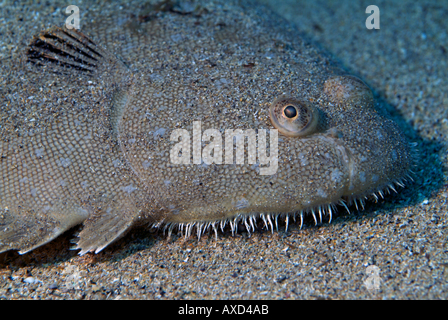 Seezunge (Solea Vulgarilis) unter dem Sand versteckt Stockfoto