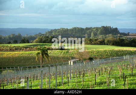 Die Weinberge des Boscato Industria Vinicola in Nova Padua, Serra Gaucha, Brasilien Stockfoto