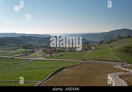 Die Weinberge der Miolo Wine Groupe, Bento Goncalves, Vale Dos Vinhedos, Südbrasilien Stockfoto