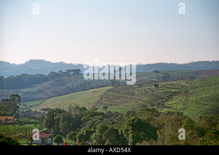 Die Weinberge der Miolo Wine Groupe, Bento Goncalves, Vale Dos Vinhedos, Südbrasilien Stockfoto