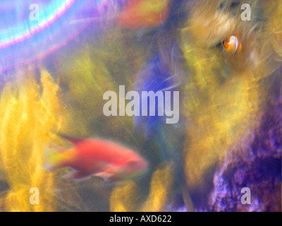 Fische im Aquarium mit verschwommene Bewegung Stockfoto