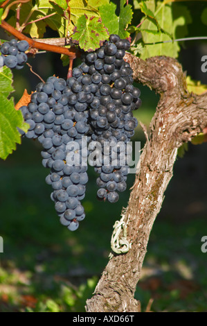 Alte Rebe. Die Trauben reifen Trauben. Merlot. Château Paloumey, Haut-Medoc, Bordeaux, Frankreich. Stockfoto