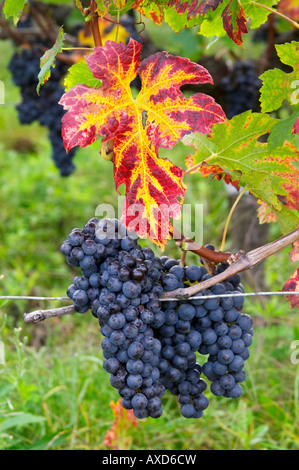 Die Trauben reifen Trauben. Weinblatt. Merlot. Château Grand Corbin Despagne, Saint Emilion Bordeaux Frankreich Stockfoto