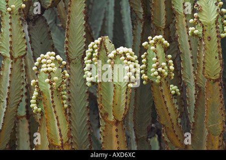 Euphorbia Kandelaber Kandelaber Baum Blüten Tarangire Nationalpark Tansania Stockfoto